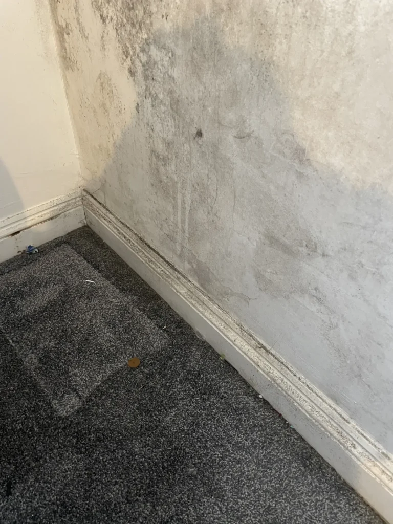 Advanced Mould cleaning Torquay